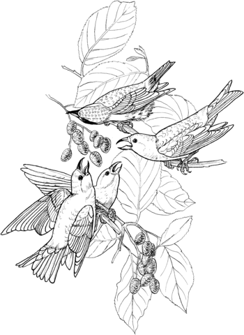 White Winged Crossbill Coloring Page